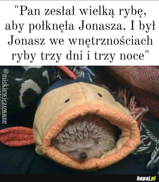 Jeż Jonasz