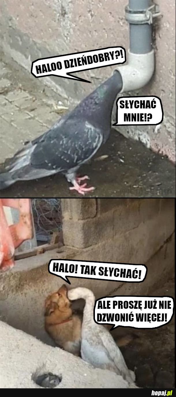 Halo 