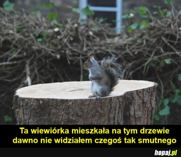 Smutna wiewiórka