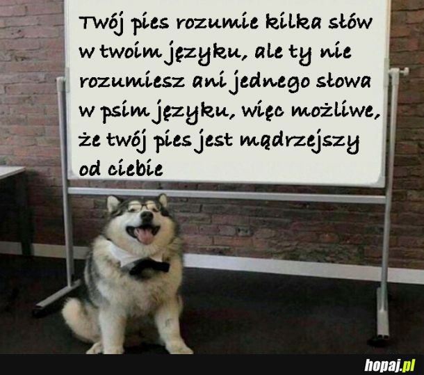 Złote myśli pieseła