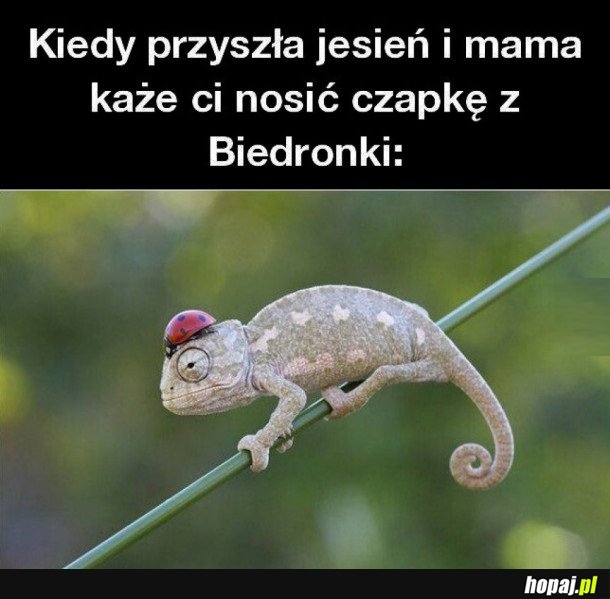 CZAPKA Z BIEDRONKI