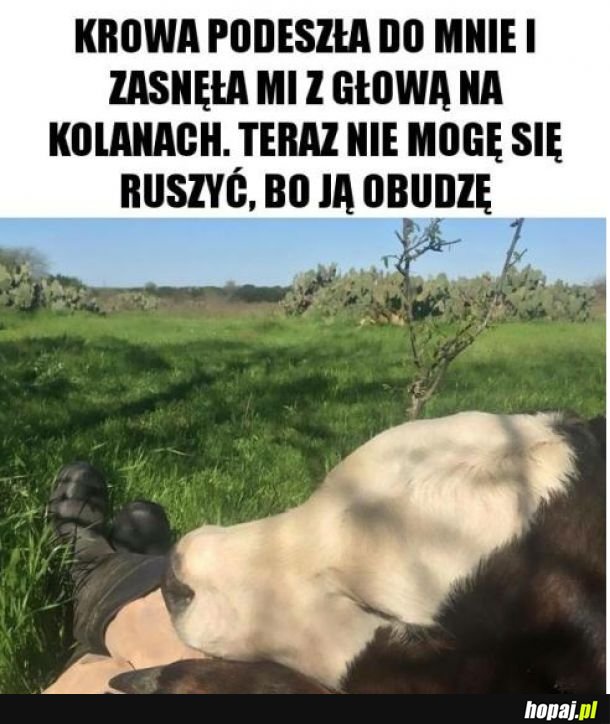 Chciałbym tak ale elektryczny pastuch a także byki pilnujące stada mnie odganiają