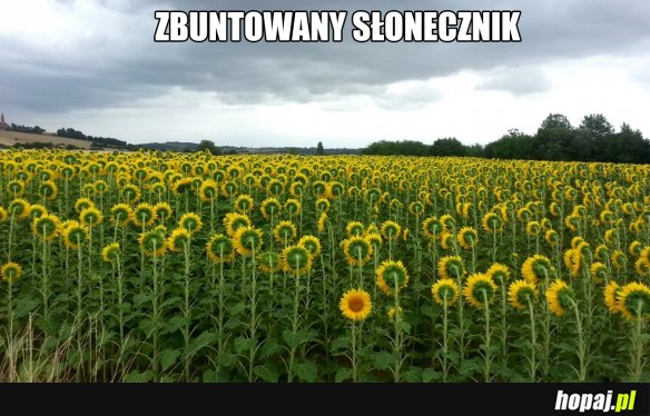 Słonecznik