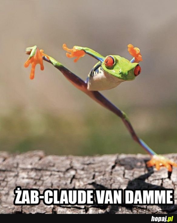 Żab-Claude Van Damme