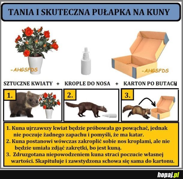 PUŁAPKA NA KUNY