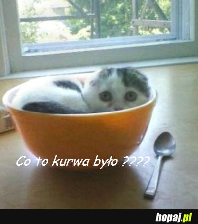 Kotek