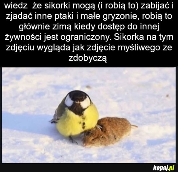 Patrz jaki groźny predator