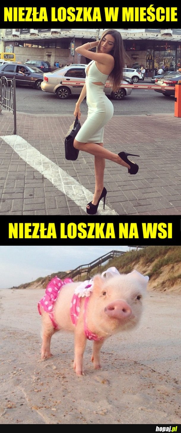 LOSZKI Z MIASTA VS. LOSZKI ZE WSI