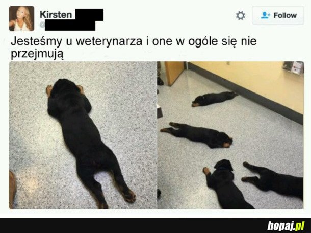 ZWIERZĄTKOWE ŚMIESZKI