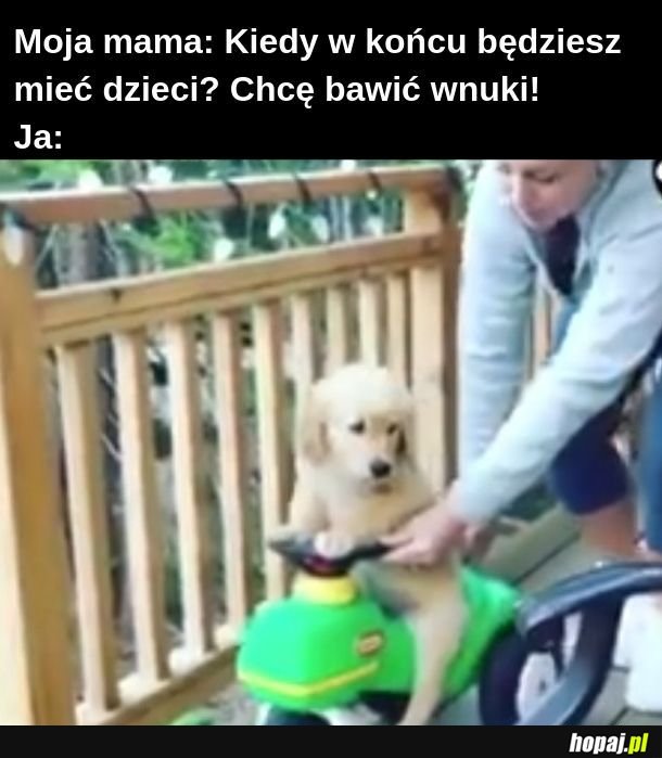 Kiedy Twój pies miał lepsze dzieciństwo niż Ty miałeś 