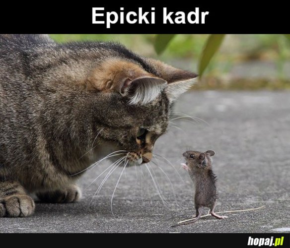 Mysz i kot