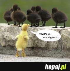 Even ducks have black chicks ;)