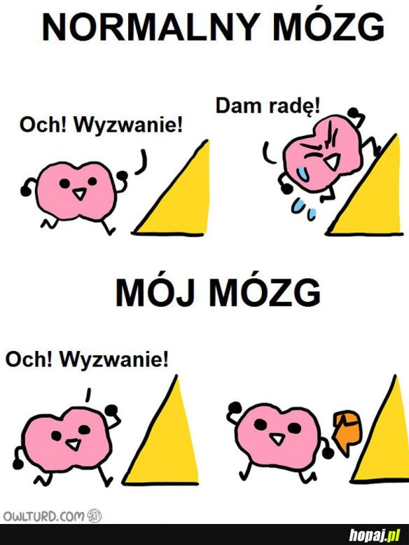 RODZAJE MÓZGÓW