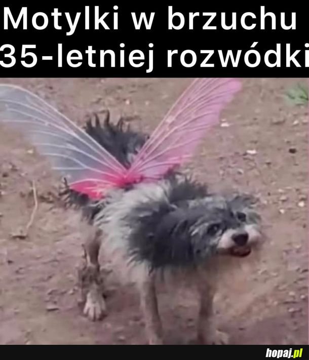 Tak to się prezentuje
