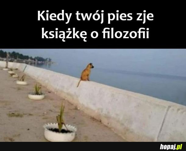 Twój pies