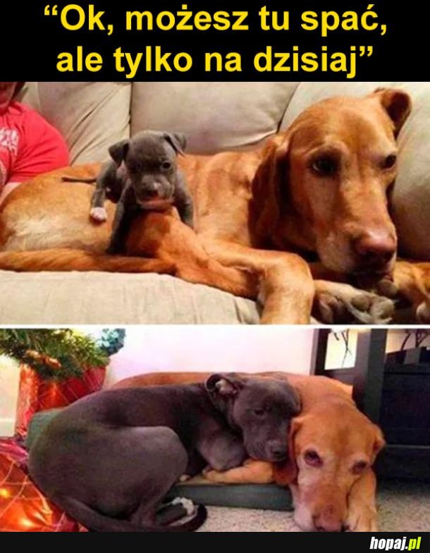 Pieski