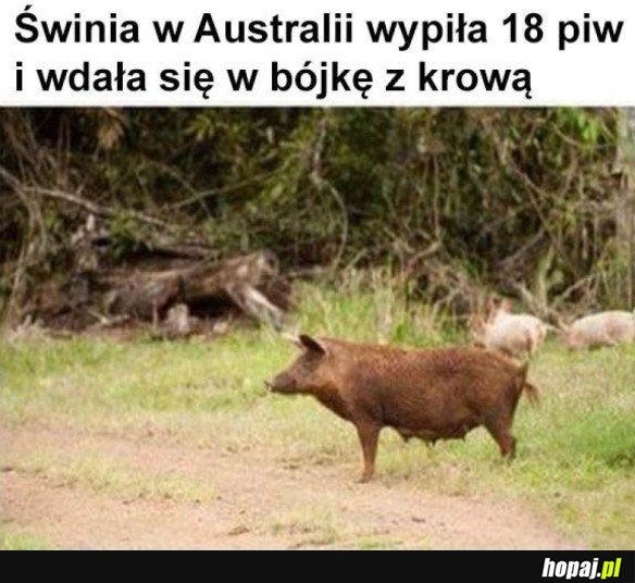 TYMCZASEM W AUSTRALII