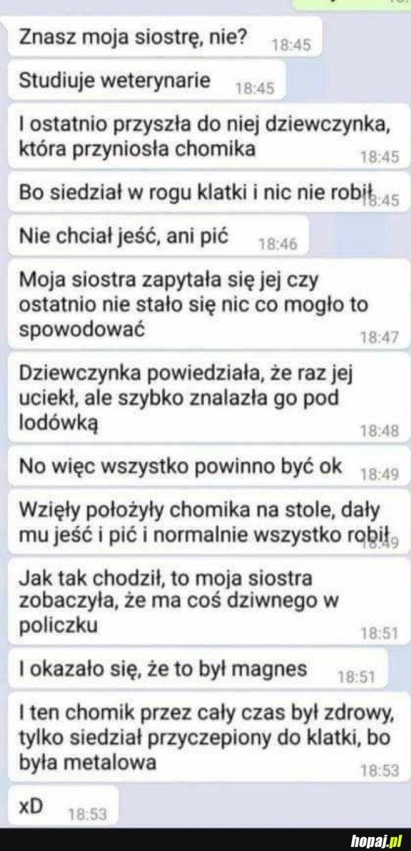 ZACHOMIKOWAŁ