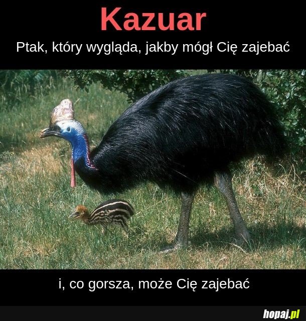 Kazuar