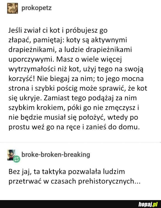 Dobry sposób na złapanie kota