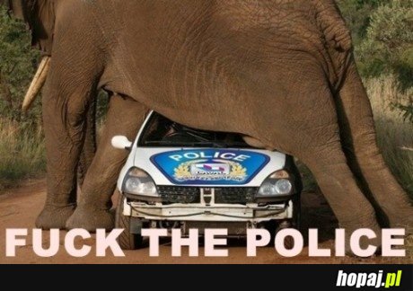 Słoń ma swoje zdanie;)