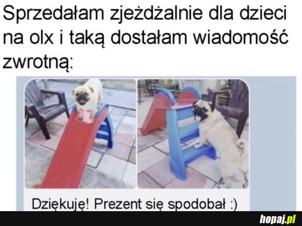 Zjeżdżalnia dla psa