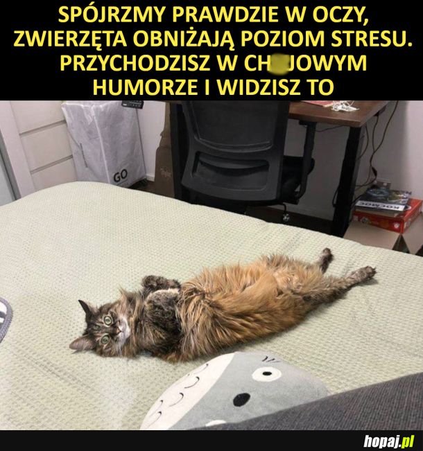 Zmniejszają stres