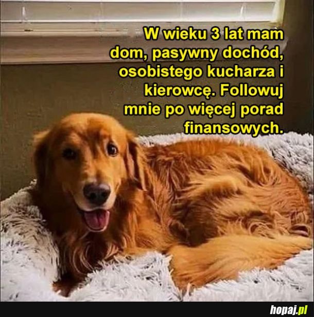 Piesek