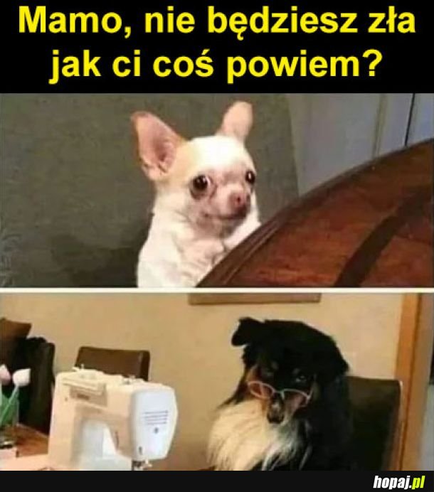 Mamo