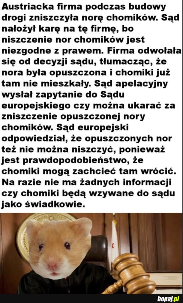 Chomiki wygrały