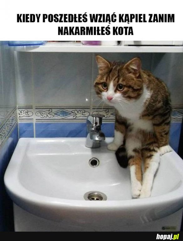 Koteł