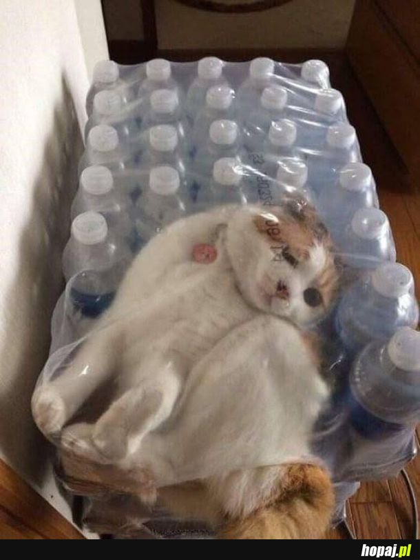 Koty będące kotami.