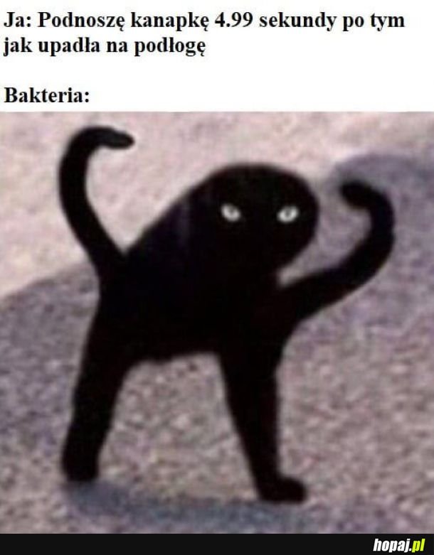 Bakteria