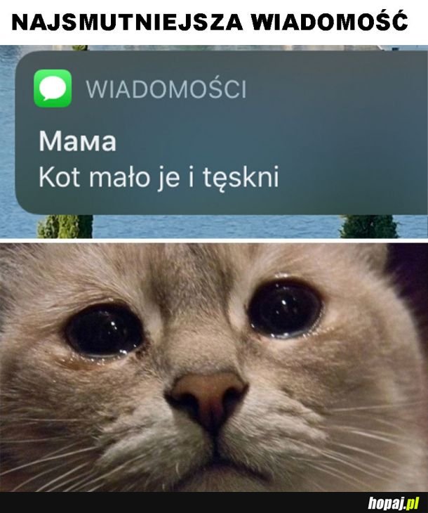 Stęskniony kot