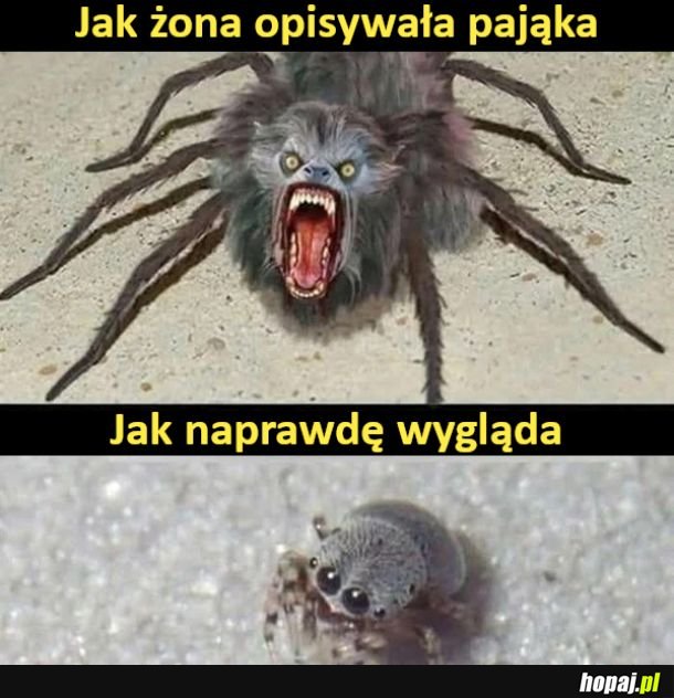 Pająk wg mojej żony