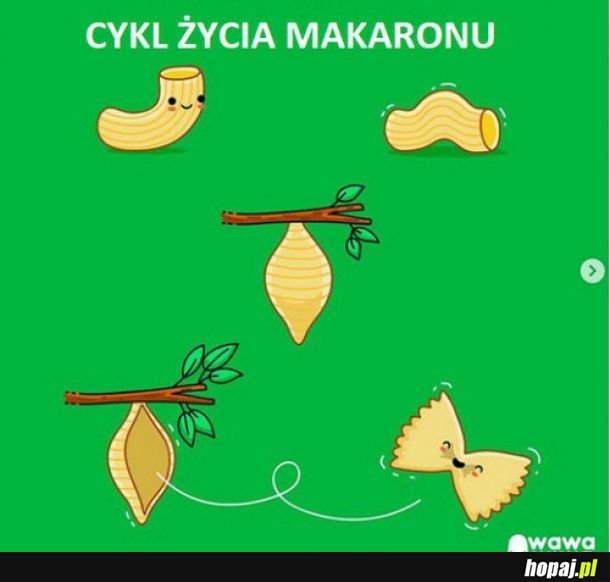 Cykl życia
