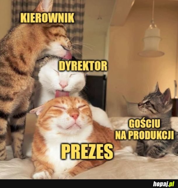Podział