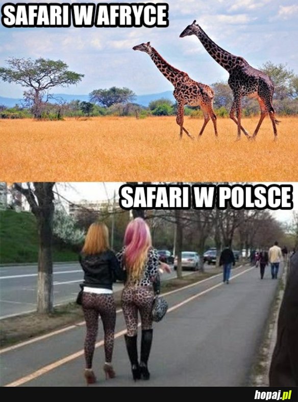 POLSKIE SAFARI