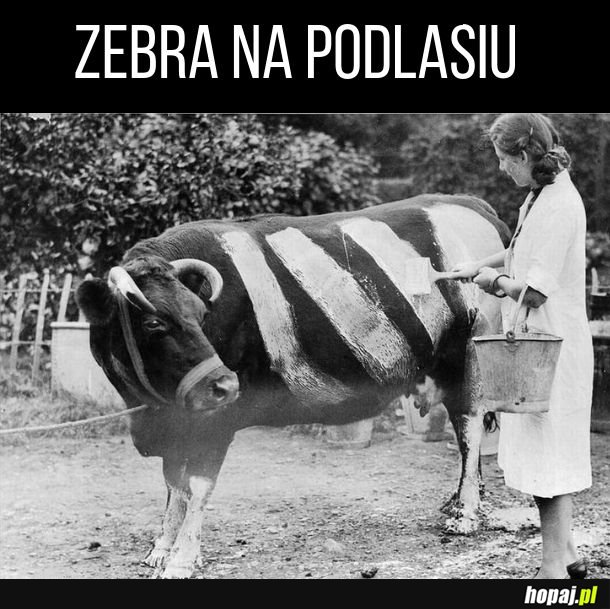 Zebra na Podlasiu