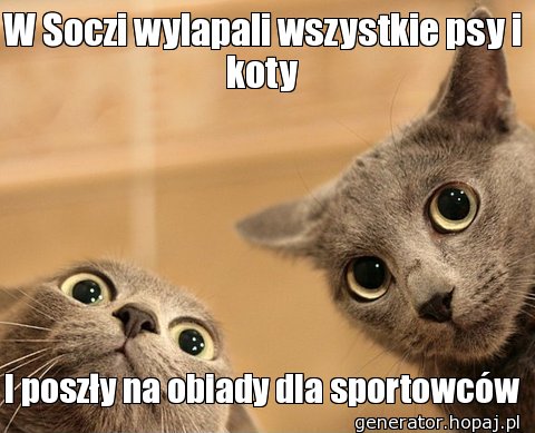 W Soczi wylapali wszystkie psy i koty