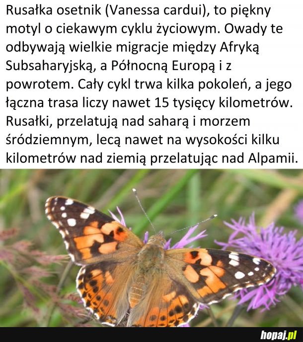 Czwartek z owadzią ciekawostką #4