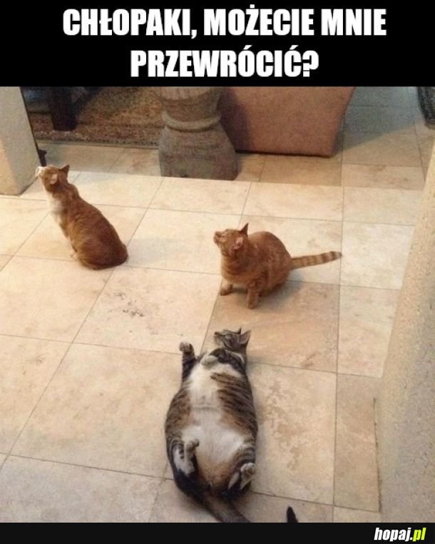 Pulpeciku 