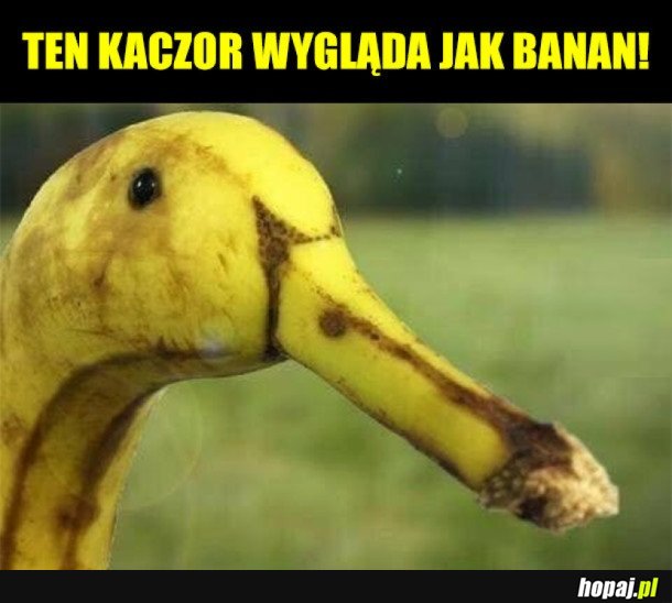 KACZOR CZY BANAN?