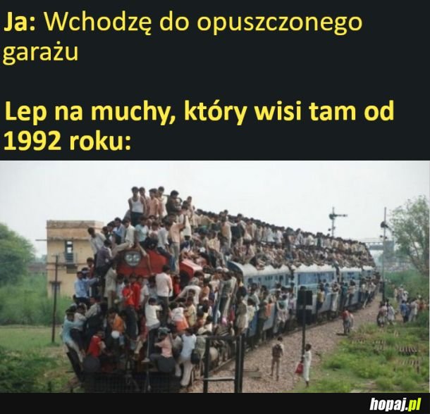 Lep na muchy