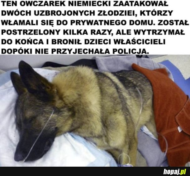 Bohater