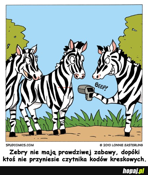 Kiedy zebry mają najlepszy ubaw?