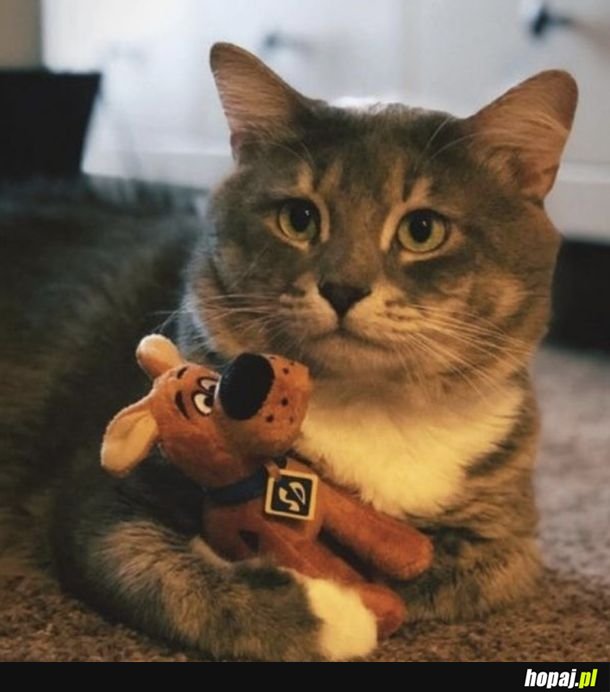 Cute zwierzaki ze swoimi przytulankami