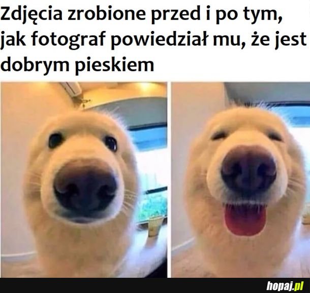 Good boi 