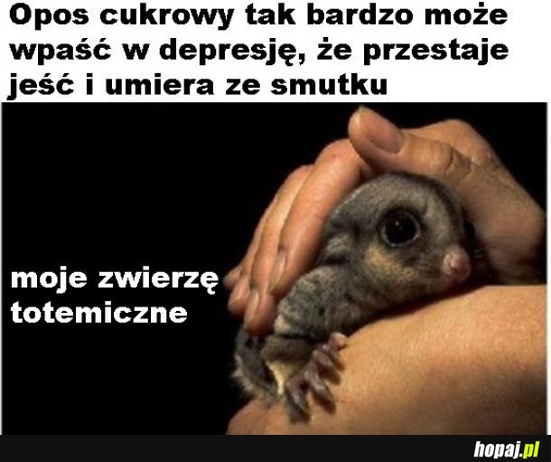 Egzotyczne zwierzątko