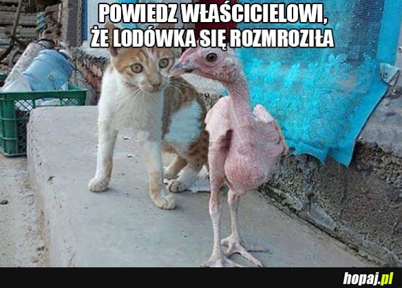 Lodówka